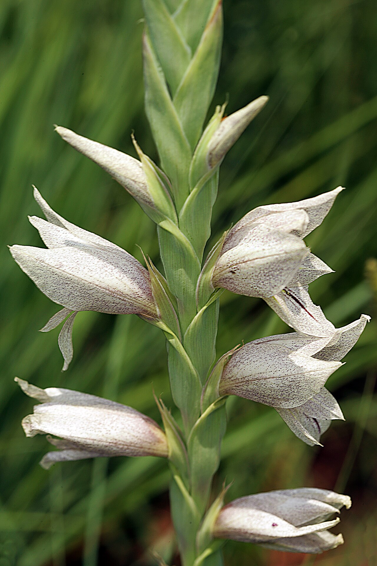 Gladiolus elliotii: Gladiolus elliotii , inflorescence; natural grassland, Pretoria National Botanical Garden, Pretoria, Gauteng, South Africa