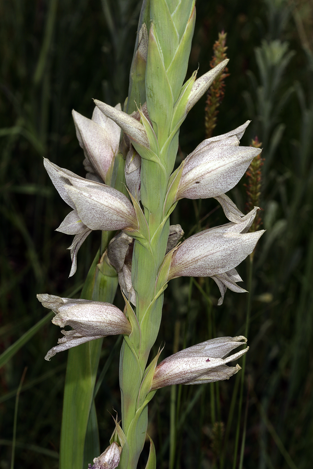 Gladiolus elliotii: Gladiolus elliotii , inflorescences; natural grassland, Pretoria National Botanical Garden, Pretoria, Gauteng, South Africa