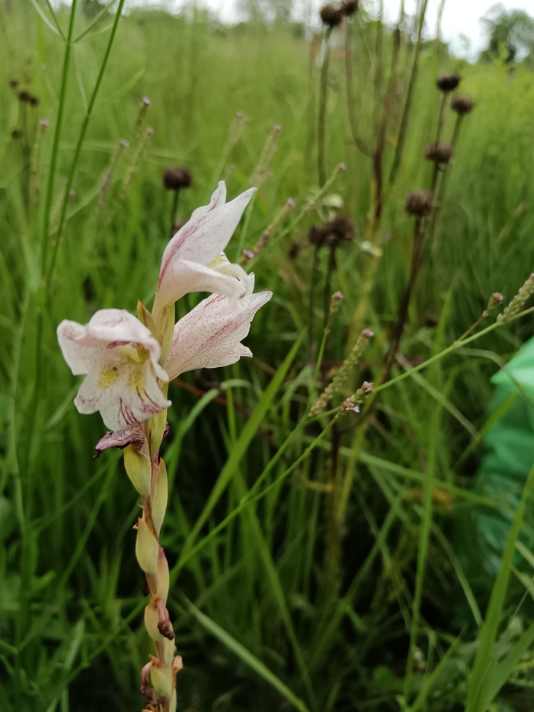 Gladiolus elliotii (Gladiolus elliotii)