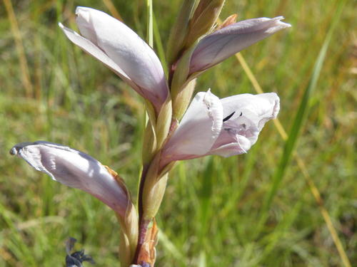 Gladiolus elliotii (Gladiolus elliotii)