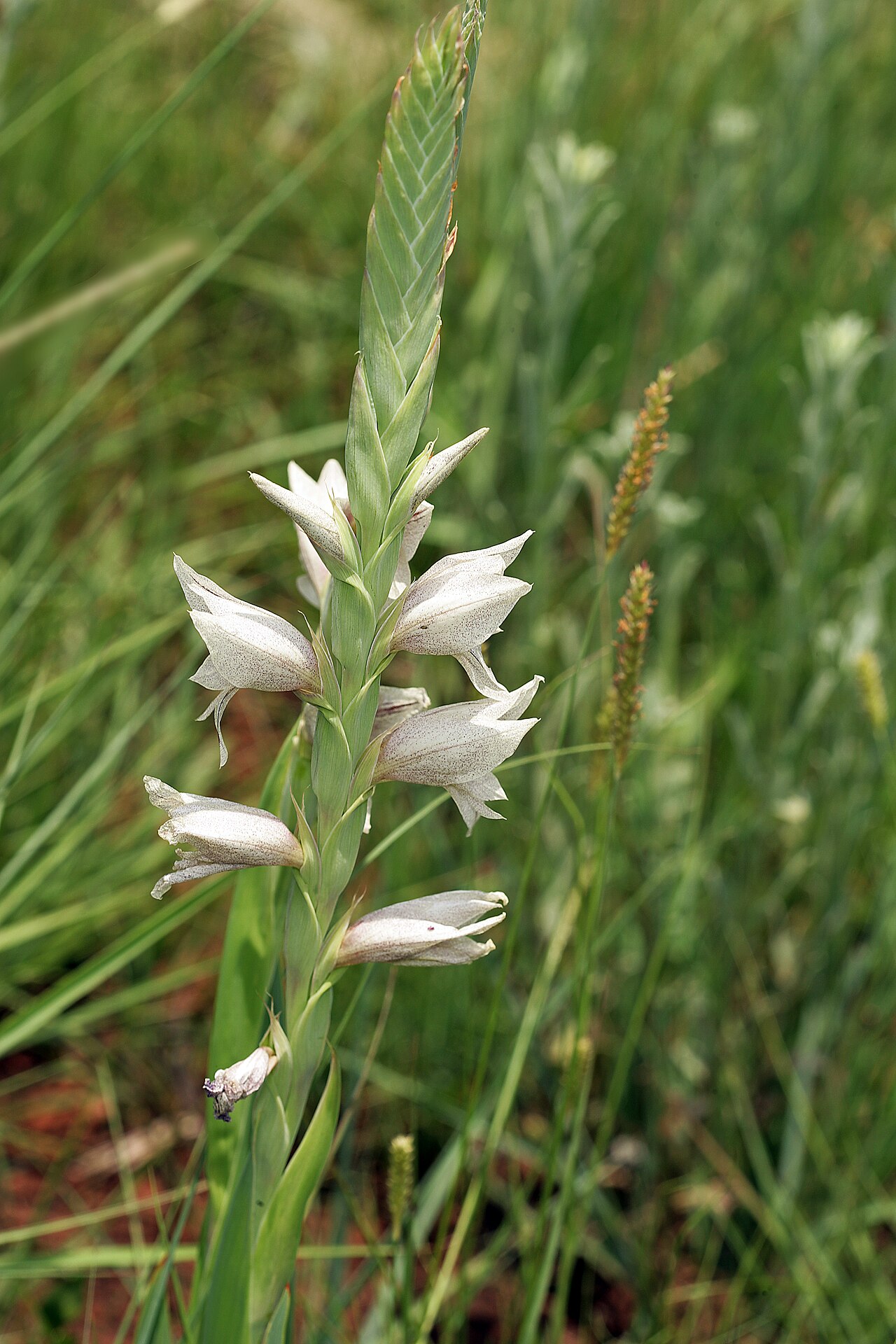 Gladiolus elliotii: Gladiolus elliotii , inflorescence; natural grassland, Pretoria National Botanical Garden, Pretoria, Gauteng, South Africa