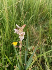 Gladiolus elliotii (Gladiolus elliotii)