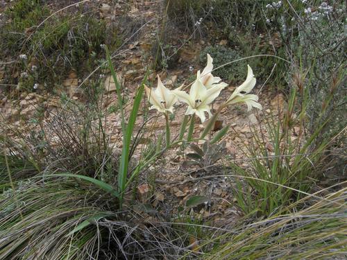 Gladiolus floribundus (Gladiolus floribundus)