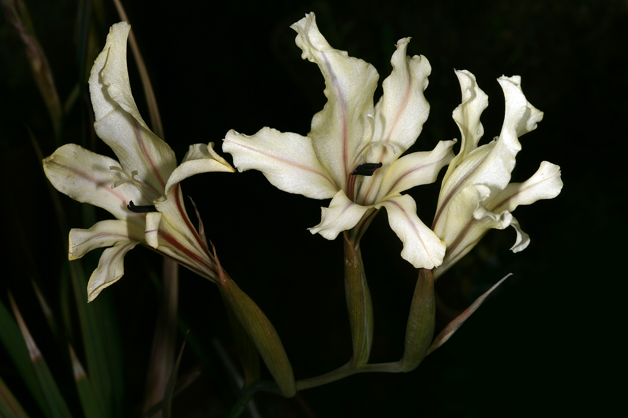 Gladiolus floribundus: Gladiolus floribundus , inflorescence; Karoo Desert National Botanical Garden, Worcester, Western Cape, South Africa