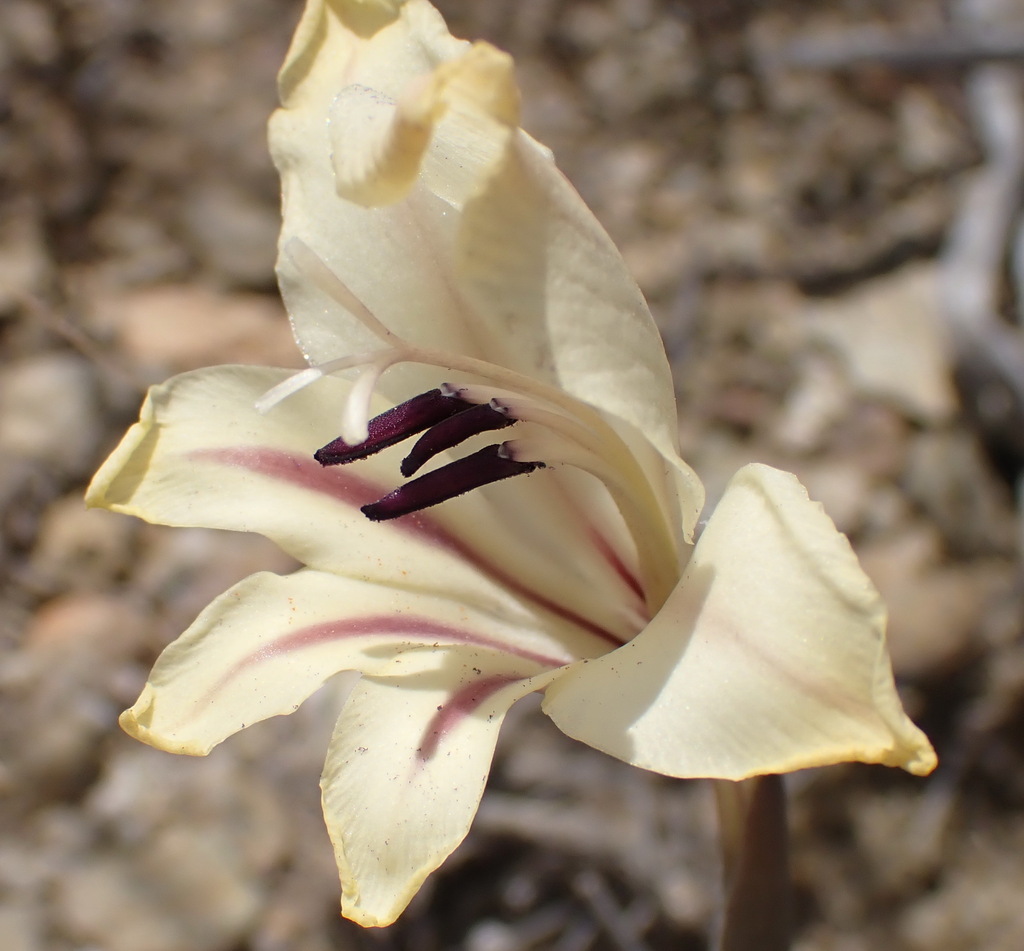 Gladiolus floribundus (Gladiolus floribundus)