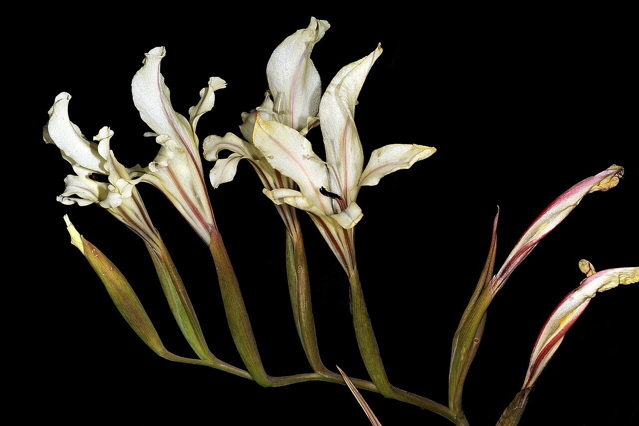 Gladiolus floribundus: Gladiolus floribundus , inflorescence; Karoo Desert National Botanical Garden, Worcester, Western Cape, South Africa
