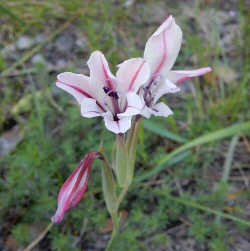 Gladiolus floribundus (Gladiolus floribundus)