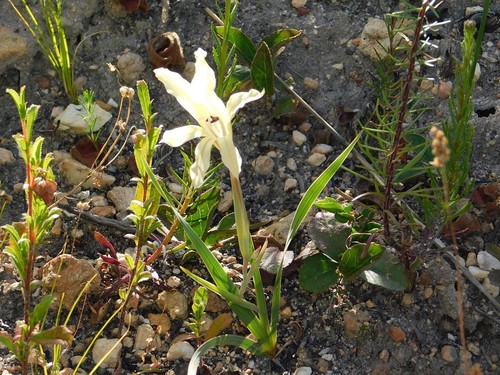 Gladiolus floribundus (Gladiolus floribundus)