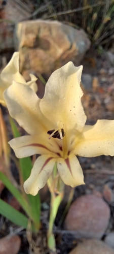 Gladiolus floribundus (Gladiolus floribundus)