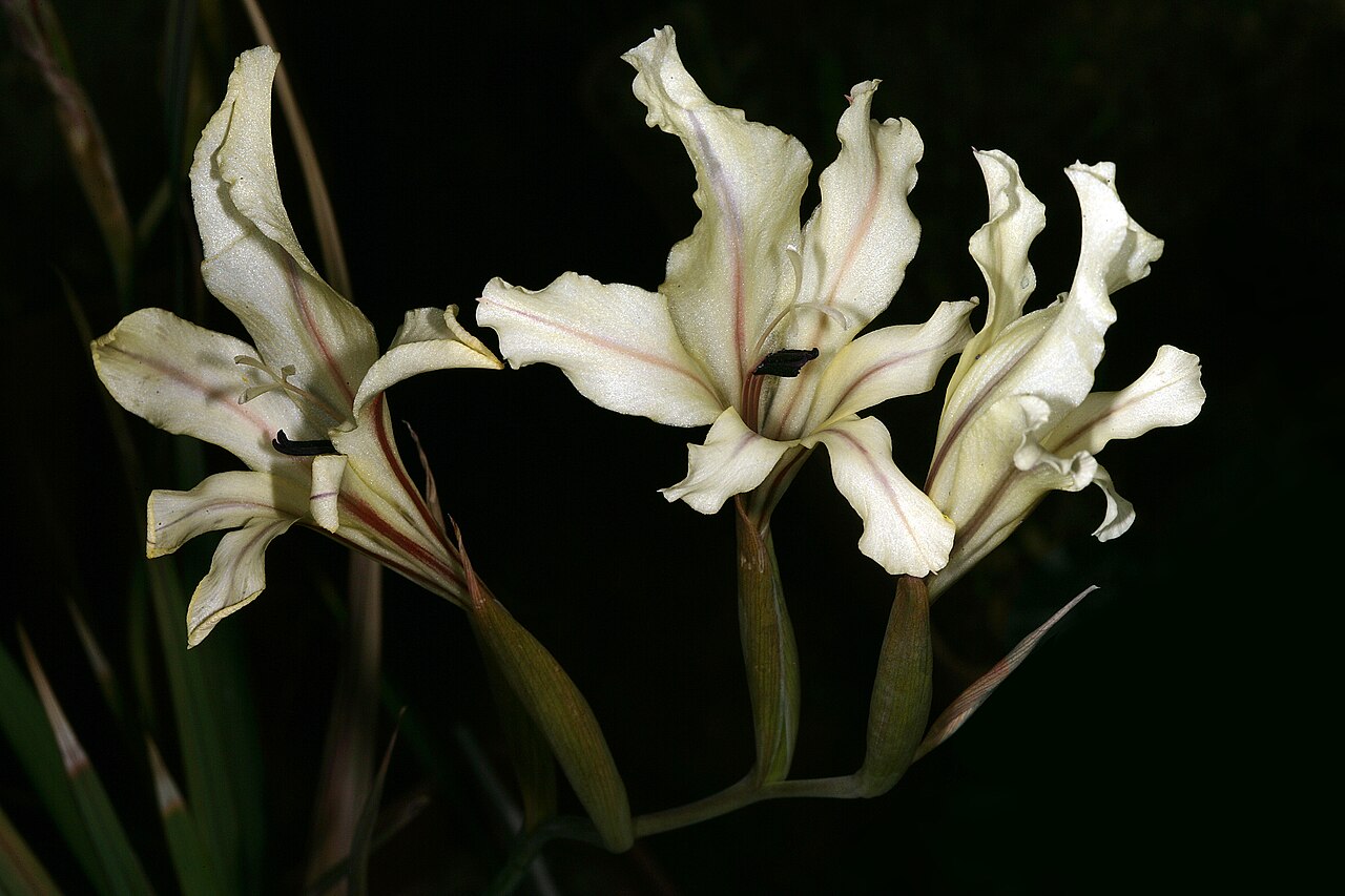 Gladiolus floribundus: Gladiolus floribundus , inflorescence; Karoo Desert National Botanical Garden, Worcester, Western Cape, South Africa
