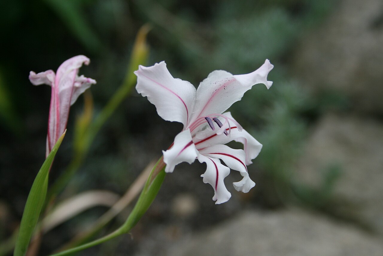 Gladiolus floribundus: Gladiolus floribundus