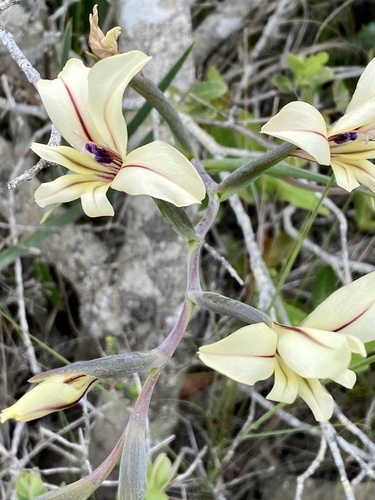Gladiolus floribundus (Gladiolus floribundus)