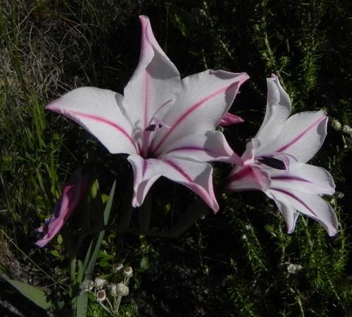 Gladiolus floribundus (Gladiolus floribundus)
