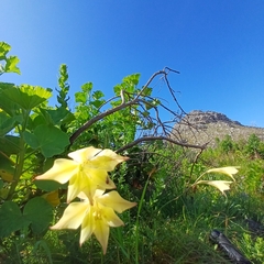 Gladiolus huttonii (Gladiolus huttonii)