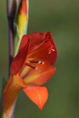 Gladiolus huttonii (Gladiolus huttonii)