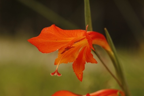 Gladiolus huttonii (Gladiolus huttonii)
