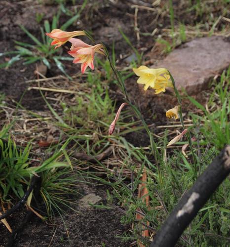 Gladiolus huttonii (Gladiolus huttonii)