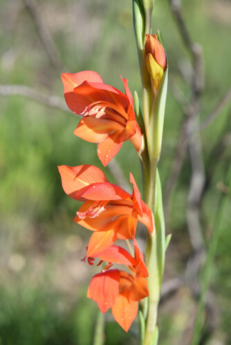 Gladiolus huttonii (Gladiolus huttonii)