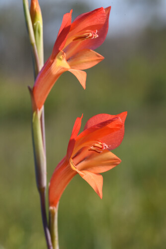 Gladiolus huttonii (Gladiolus huttonii)