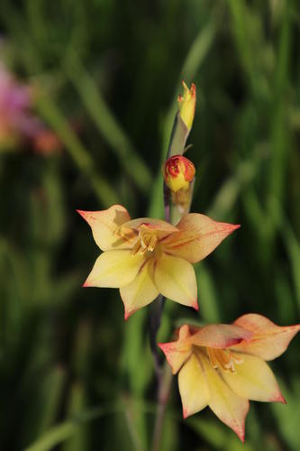 Gladiolus huttonii (Gladiolus huttonii)