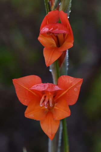 Gladiolus huttonii (Gladiolus huttonii)