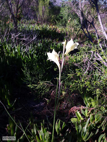 Gladiolus huttonii (Gladiolus huttonii)
