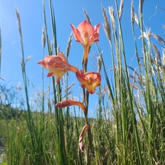 Gladiolus huttonii (Gladiolus huttonii)