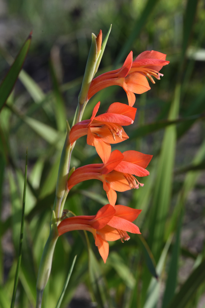 Gladiolus huttonii (Gladiolus huttonii)