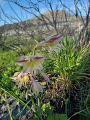 Gladiolus huttonii (Gladiolus huttonii)