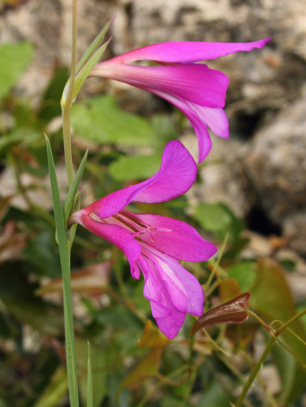 Gladiolus illyricus: Gladiolus illyricus W.D.J.Koch Reino Plantae Filo Magnoliophyta Classe Liliopsida Ordem Asparagales Família Iridaceae Género Gladiolus Nome Comum espadana-dos-m