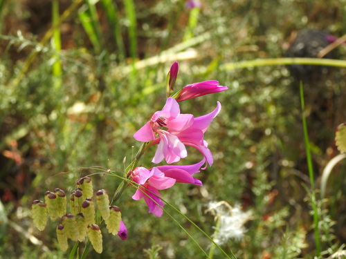 Gladiolus illyricus (Gladiolus illyricus)