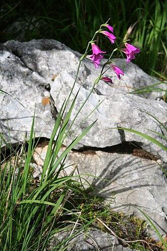 Gladiolus illyricus: Illyrische Siegwurz ( Gladiolus illyricus ), Schwertliliengewächse (Iridaceae) - Slowenien/Slovenija/Slovenia: Primorska, Berg Slavnik bei Podgorje, ca. 1,2 km