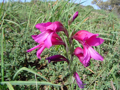 Gladiolus illyricus: Gladiolus illyricus , Ceuta, España