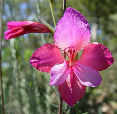 Gladiolus illyricus (Gladiolus illyricus)
