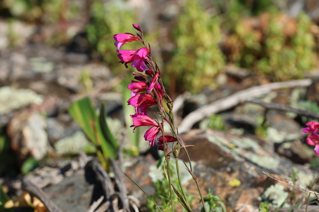 Gladiolus illyricus (Gladiolus illyricus)