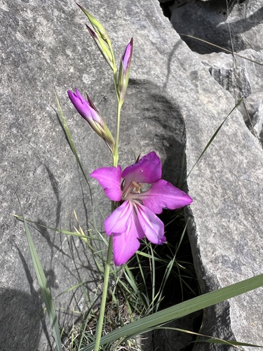 Gladiolus illyricus (Gladiolus illyricus)