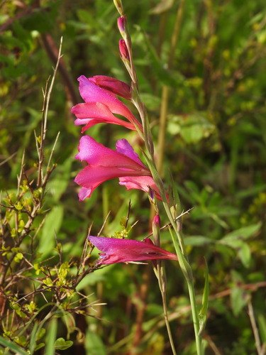 Gladiolus illyricus (Gladiolus illyricus)