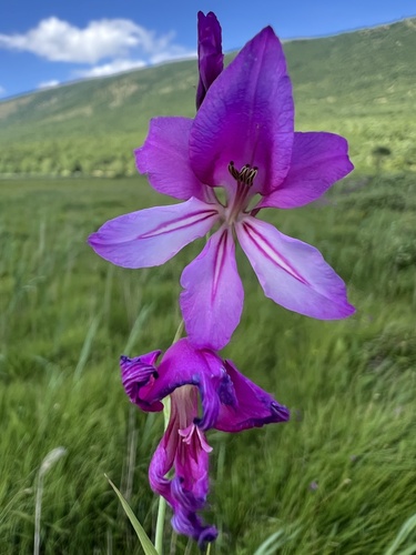 Gladiolus illyricus (Gladiolus illyricus)