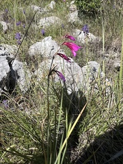 Gladiolus illyricus (Gladiolus illyricus)