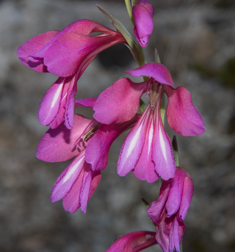Gladiolus illyricus (Gladiolus illyricus)