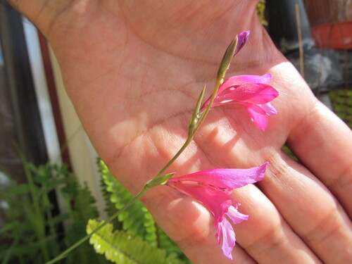 Gladiolus illyricus (Gladiolus illyricus)