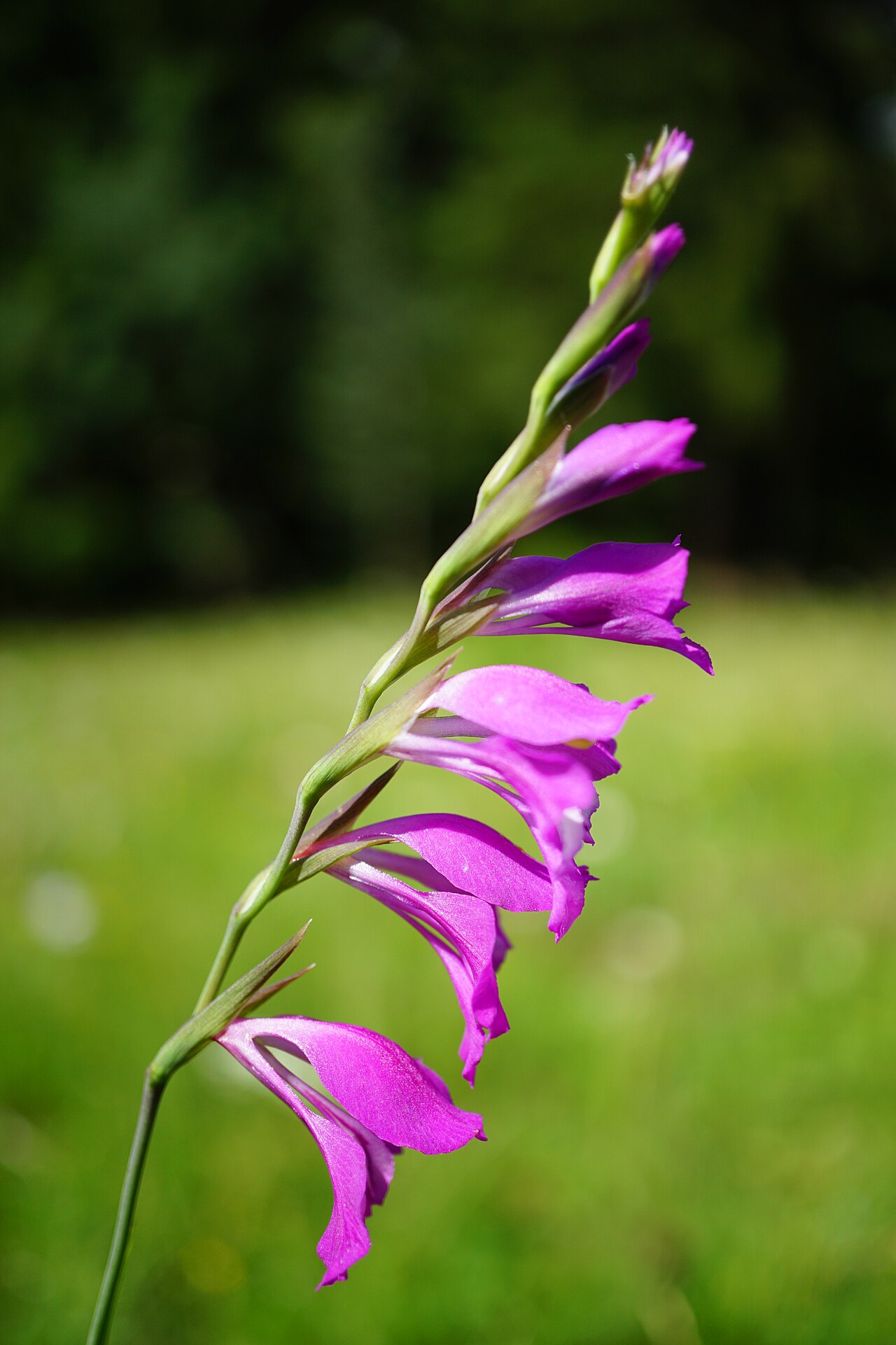 Gladiolus imbricatus: Wiesen-Siegwurz in Rumänien