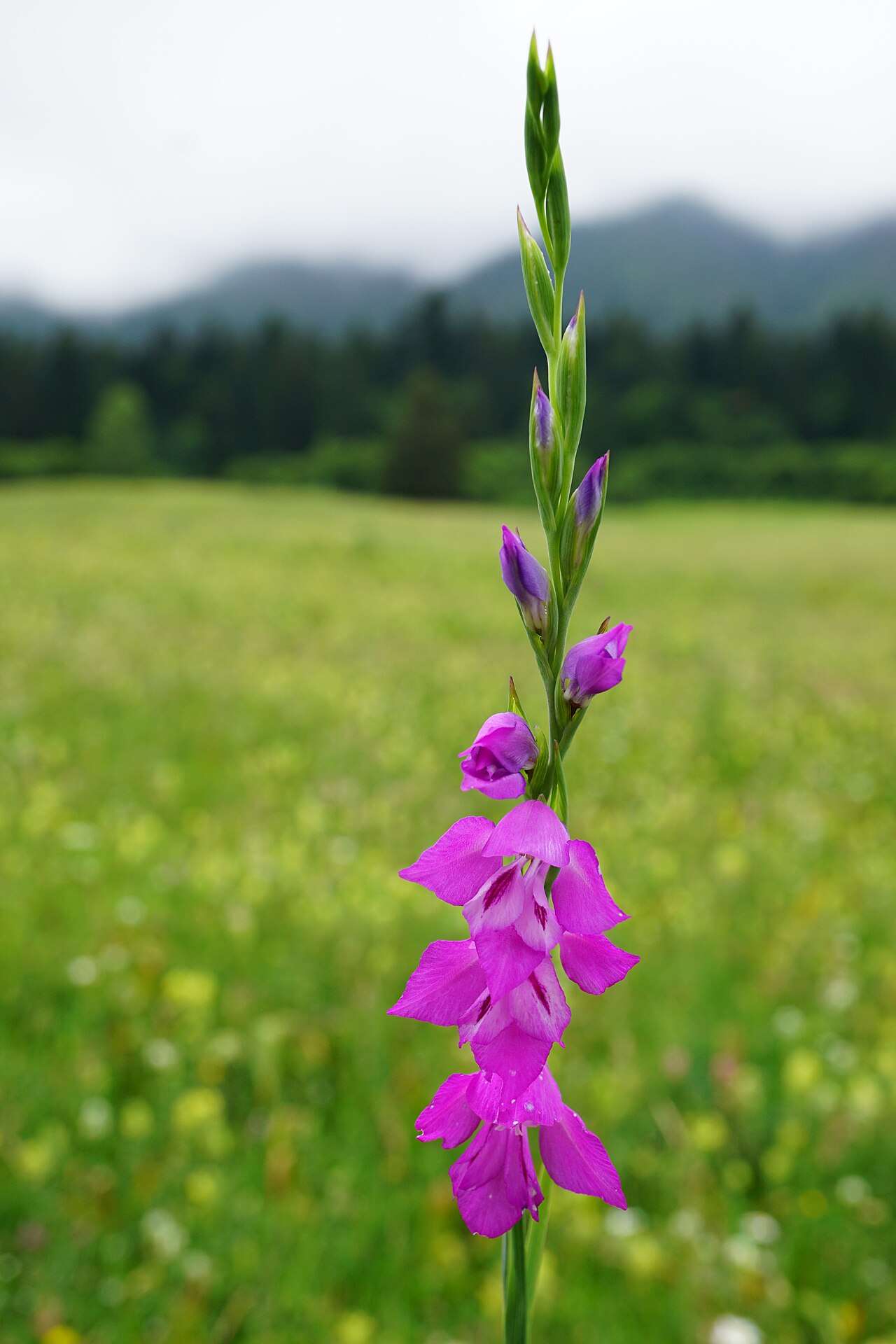 Gladiolus imbricatus: Wiesen-Siegwurz in Rumänien