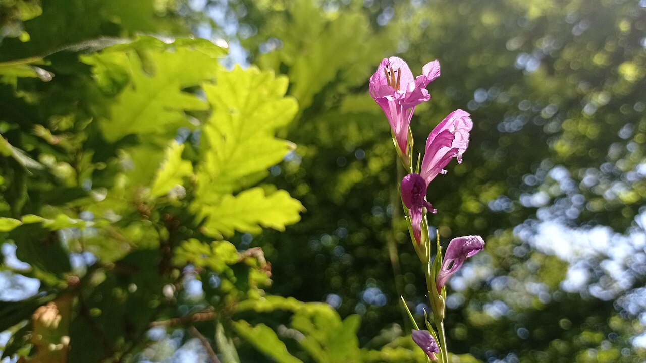 Gladiolus imbricatus: Gladiolus imbricatus in an oak forest in Ják, Hungary