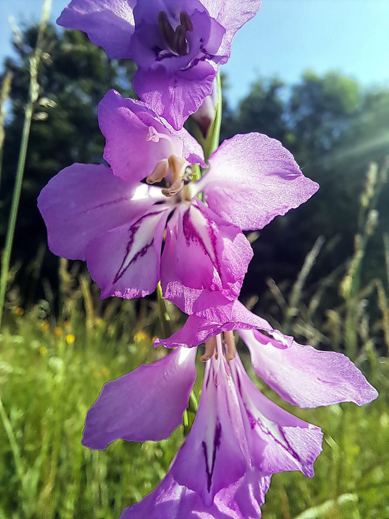 Gladiolus imbricatus: Gladiolus imbricatus, flowers in the Malá Fatra National Park