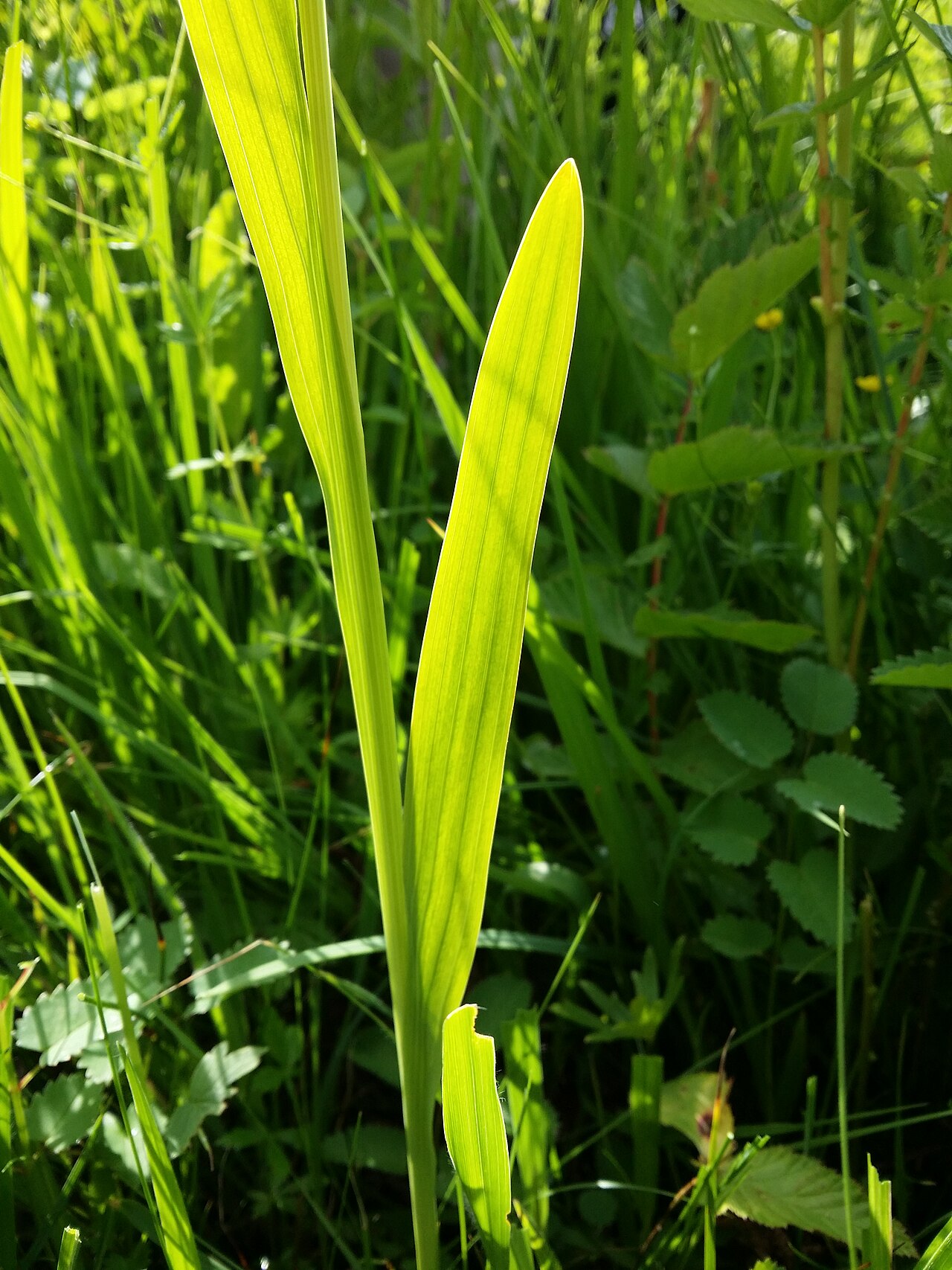 Gladiolus imbricatus: Stem with leaves Taxonym: Gladiolus imbricatus ss Fischer et al. EfÖLS 2008 ISBN 978-3-85474-187-9 Location: natural monument "Sumpfwiese bei der Kletschka-Höhe