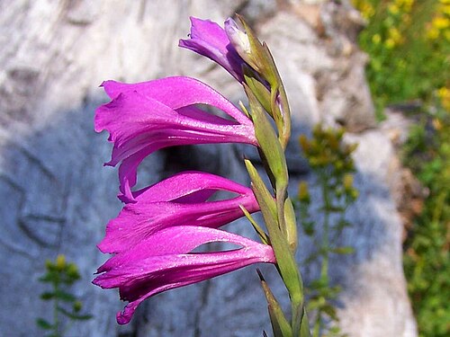 Gladiolus imbricatus: Gladiolus imbricatus