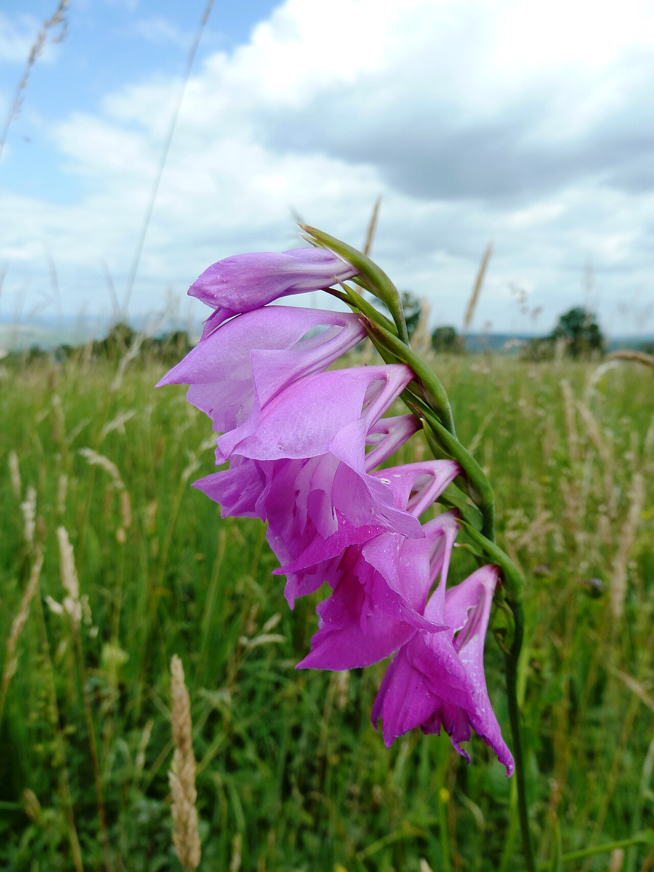 Gladiolus imbricatus: Gladiolus imbricatus in National nature monument Búrová in Protected landscape area Bílé Karpaty