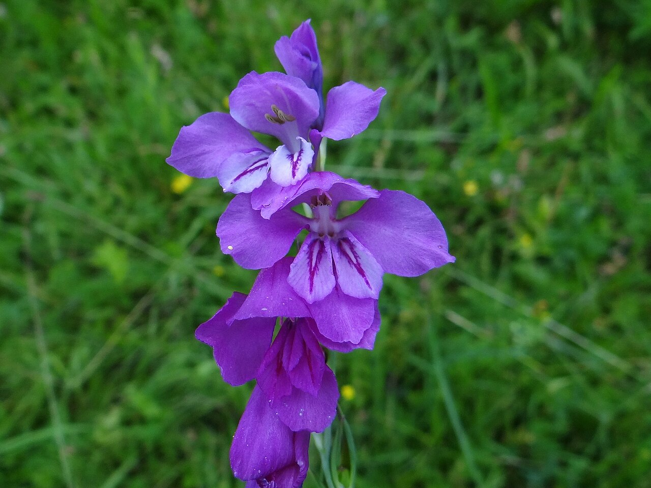 Gladiolus imbricatus: Gladiolus imbricatus