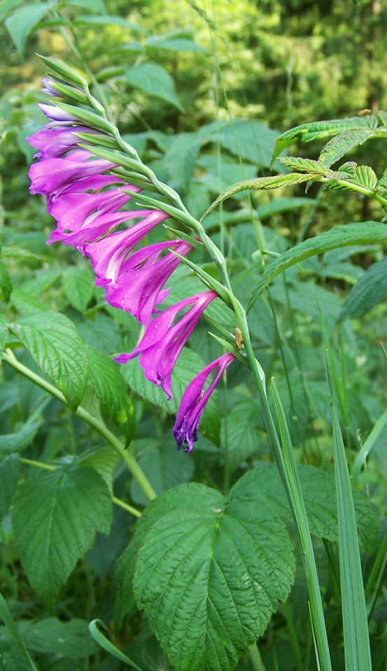 Gladiolus imbricatus: Gladiolus imbricatus